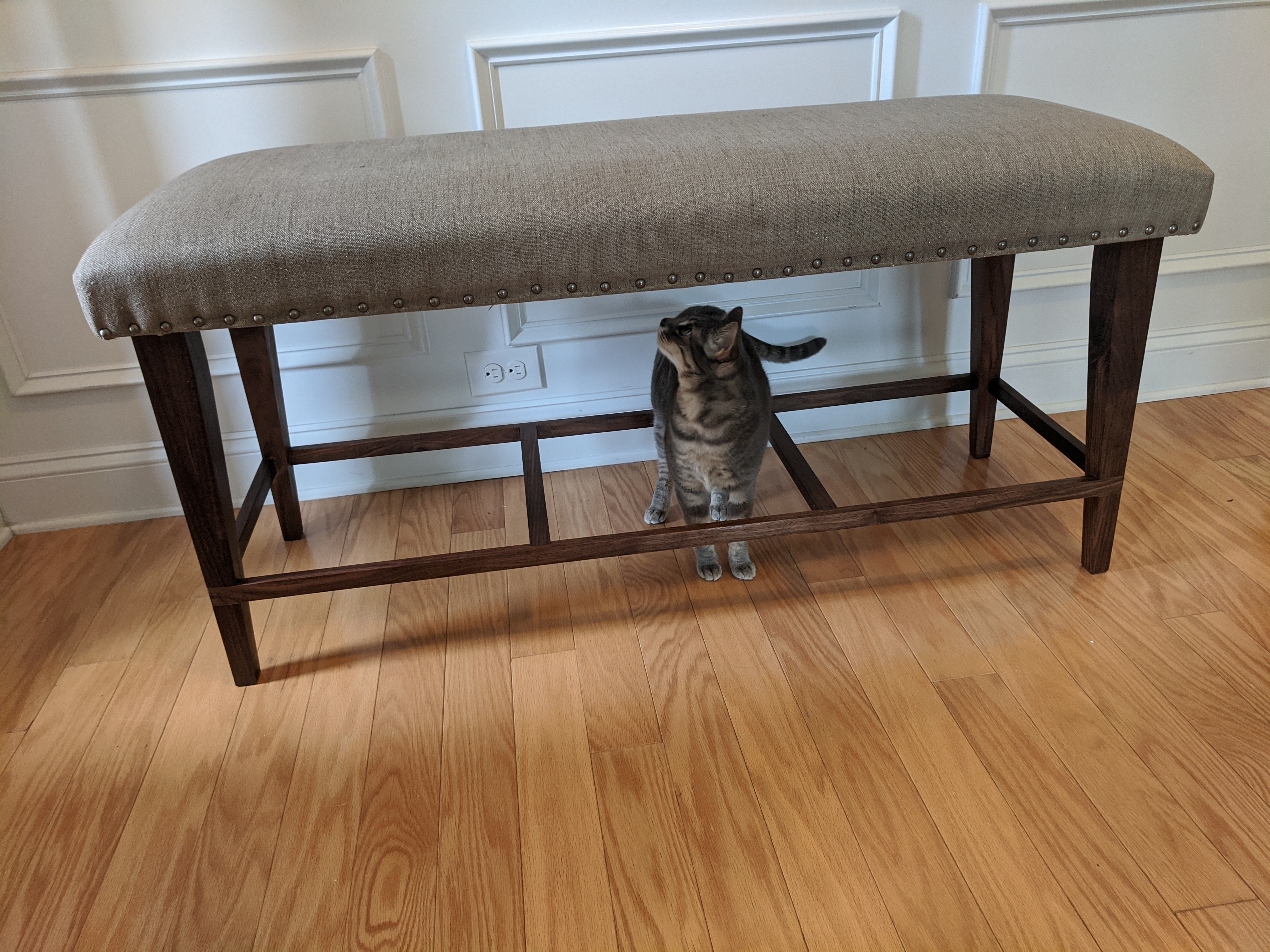 Grey cat inspecting an upholstered seat bench with black walnut legs.